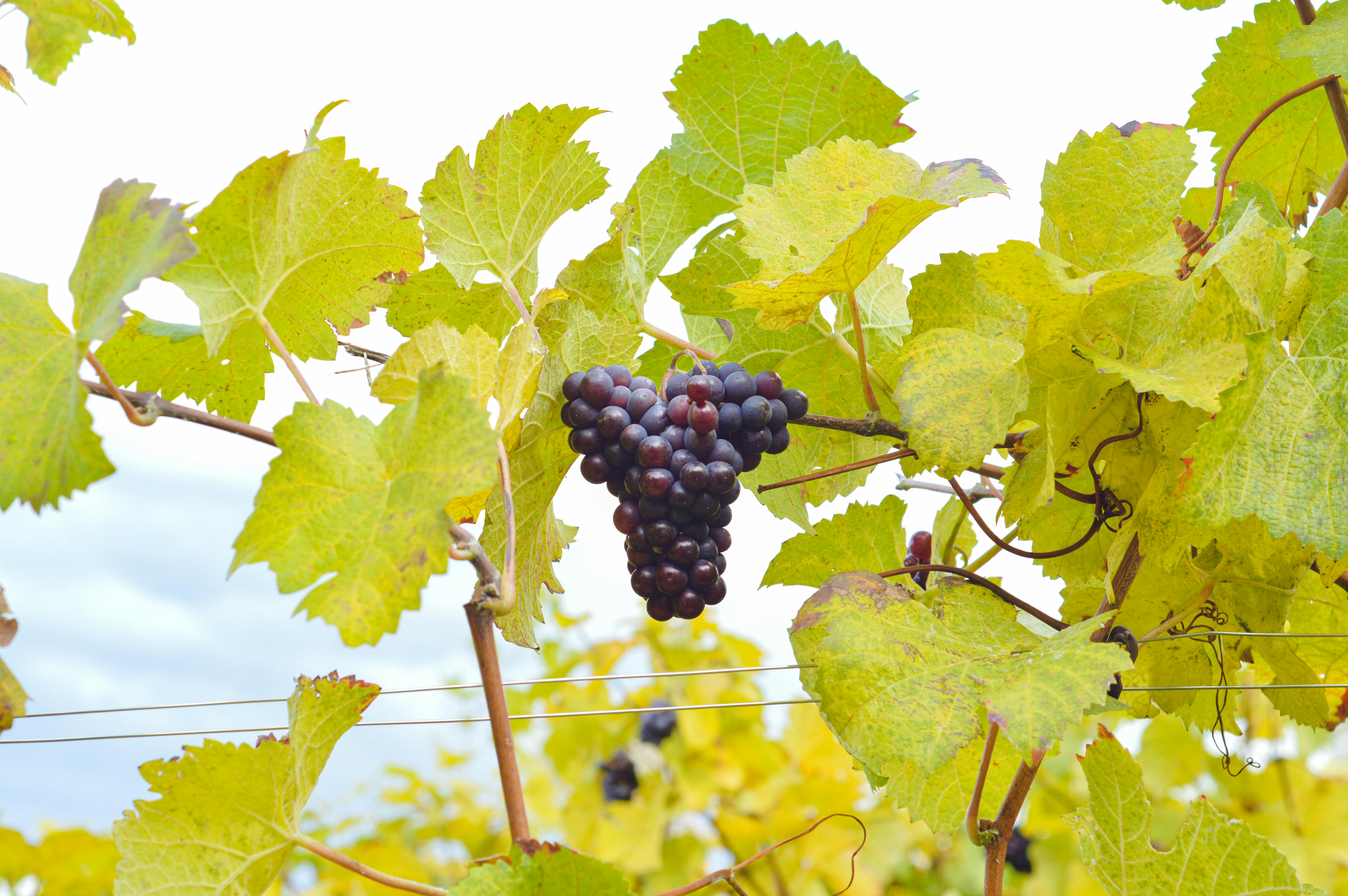 Discover the Hidden Gem Winery Sacramento Locals Love – Silt Wine Company